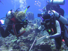 Coral Monitoring