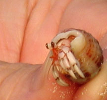 Tiny Hermit Crabs