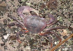 Land Crabs