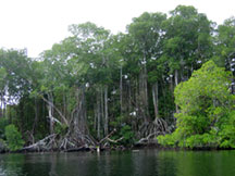 The Mangrove Forest