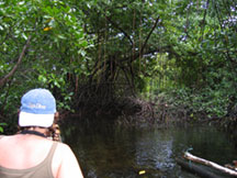 Entering the Mangrove Forest