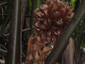 Nepia Palm Seed Pod