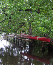 Canoes Parked in Red Mangrove