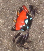 Fiddler Crab