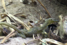 Monitor Lizard - moving fast!