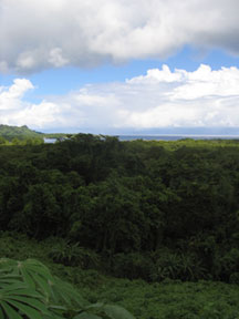 Forest Overlook