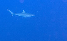 White Tip reef Shark