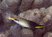 Bird Wrasse (F) in a Cleanning Station