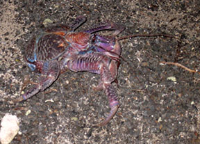 Adult Coconut Crab