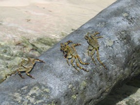 Rock Crabs