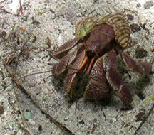 Juvenile Coconut Crab