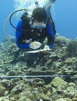 Coral Monitoring, Kosrae 2005