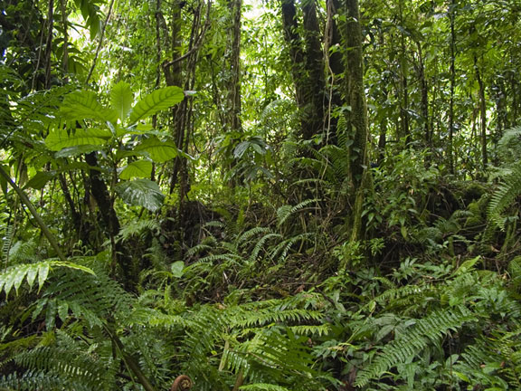 Remains of Ancient Structure on Kosrae