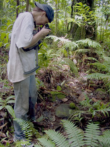 Stone artifact on the forest floor