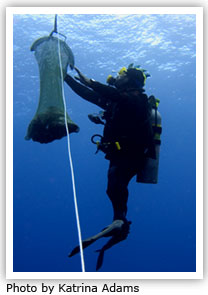 Kosrae Village Ecolodge Giant Clam Project