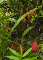 Wild Ginger peeking through the undergrowth