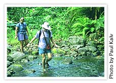 Rainforest Hiking